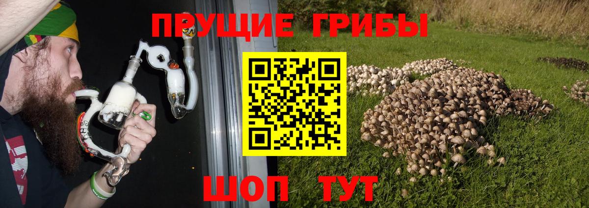 Гагарин  Галлюциногенные грибы MAGIC MUSHROOMS  Вход с VPN 